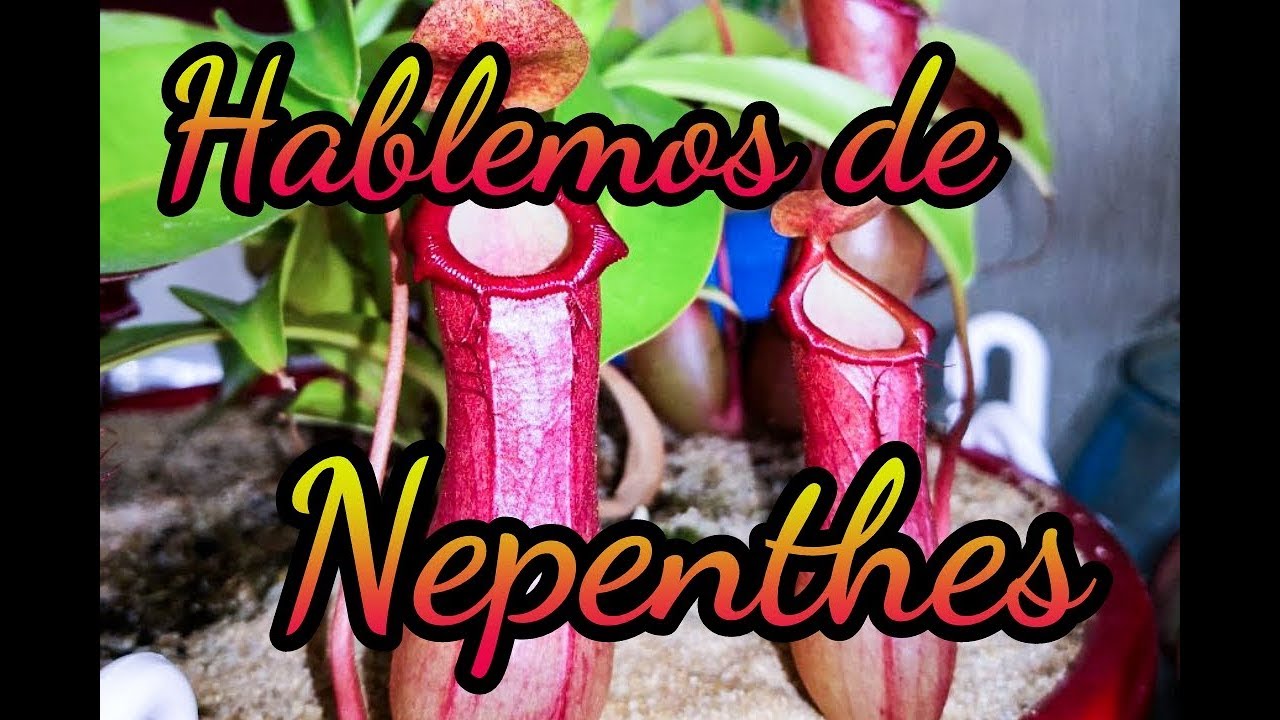 Hablemos de Nepenthes
