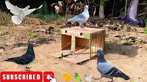 Pigeon Trap Processing Easy Creative box  pigeon trap Make And Wood Gatta se pakshi pakdane KaTarika