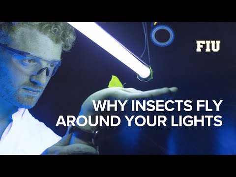 The reason insects fly around light will surprise you