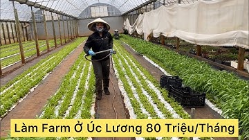 CUỘC SỐNG ÚC l NGƯỜI VIỆT LÀM FARM Ở ÚC SƯỚNG HAY KHỔ l NGHỀ CẮT RAU THU NHẬP 80 TRIỆU 1 THÁNG