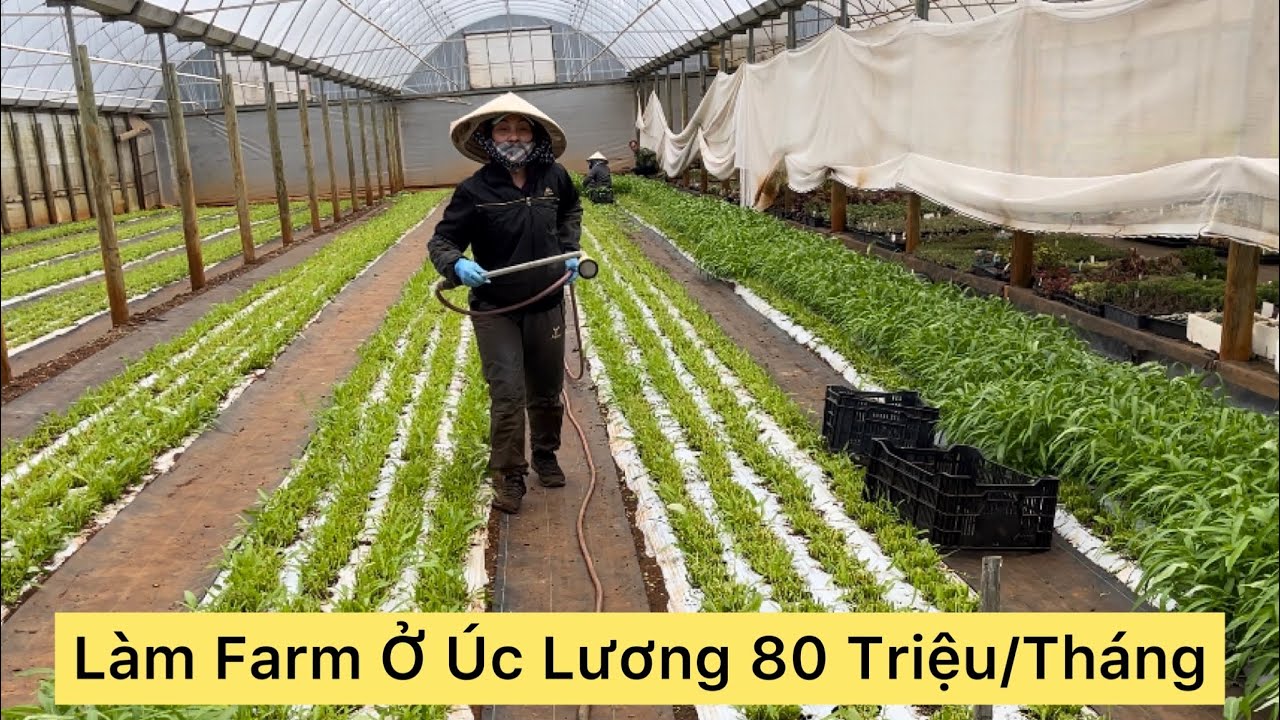 ЖИЗНЬ В АВСТРАЛИИ l СЧАСТЛИВЫ ИЛИ ТЯЖЕЛЫ ВЬЕТНАМСКИЕ ФЕРМЕРЫ В АВСТРАЛИИ? l РАБОТА ПО РЕЗКЕ ОВОЩЕ...