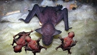 Mommy Bat Giving Birth With A Little Help From Her Friends Story Animal Giving Birth