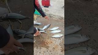 찌낚고수가 잡은 4자 전갱이 3마리 부러워 죽겠다 #오륙도방파제 #일자방파제