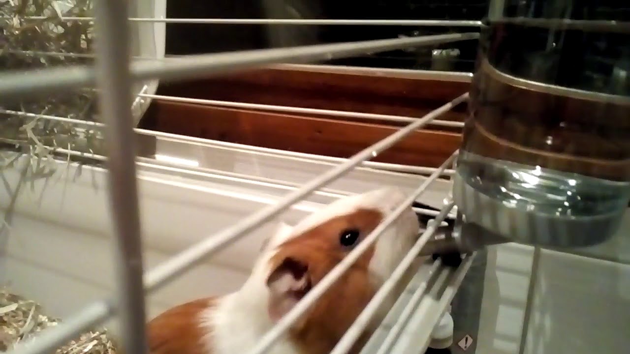 Mon Cochon Dinde Bois Pour Sa Première Fois Au Biberon - 