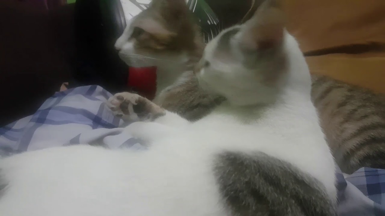 Kucing jilat jilatan YouTube