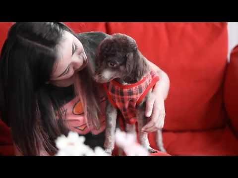 Dogilike Review เติมเต็มความรักให้น้องหมาด้วยอาหารสุนัข Cesar