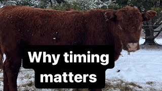 Delayed weaning for healthy calves