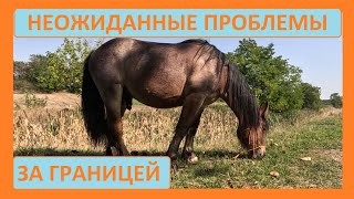картинка: Проблемы с лошадьми в эмиграции. Сербия.  Тяжеловоз Папай.