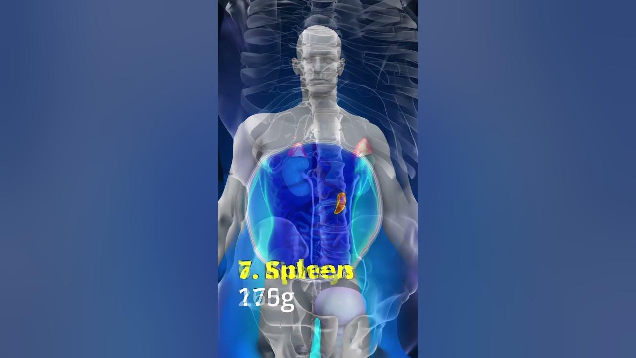 top-10-heaviest-organs-in-human-body-shorts-youtube
