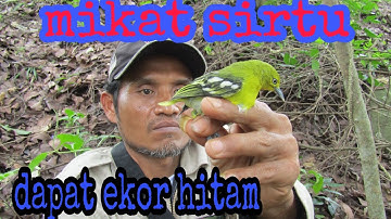 PIKAT BURUNG sirtu/cipoh ekor hitam di hutan cianjur