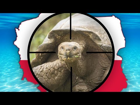 Wideo: Największy żółw - opis, cechy i siedlisko