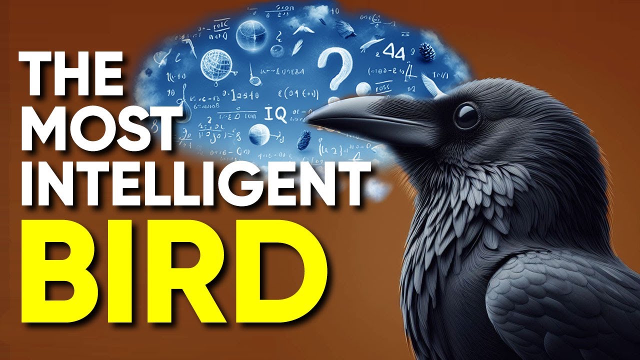 Are Crows As Smart As Humans?