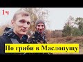 По гриби в Маслопущу (частина 1 із 2)