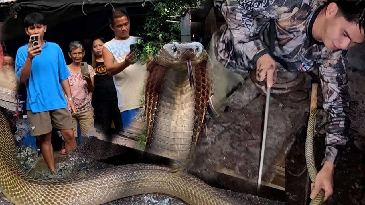 MGA COBRA SA GILID NA NG BAHAY NAG LUNGGA