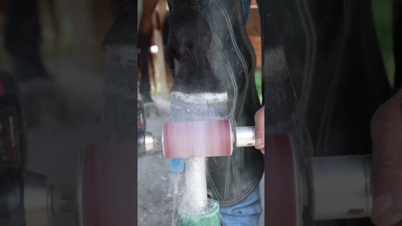 power tool hoof cleanup #shorts  #farrier #satisfying #asmr