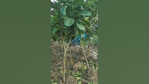 Bưởi Đỏ Luận Văn (Bưởi Tiến Vua) Cây Choai 0978073003