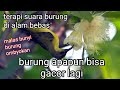 Suara Burung Liar Di Alam Bebas Cocok Untuk Terapi Burung Kicau Mp3 - Mp4 Download
