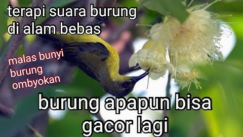 suara burung liar di alam bebas || cocok untuk terapi burung kicau