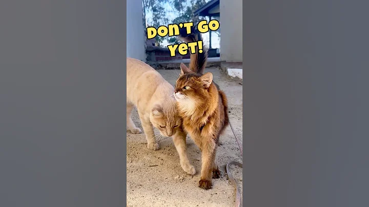 Watch the video about The Cutest Crush Ever! A Feral Cat’s Sweet Obsession 😻