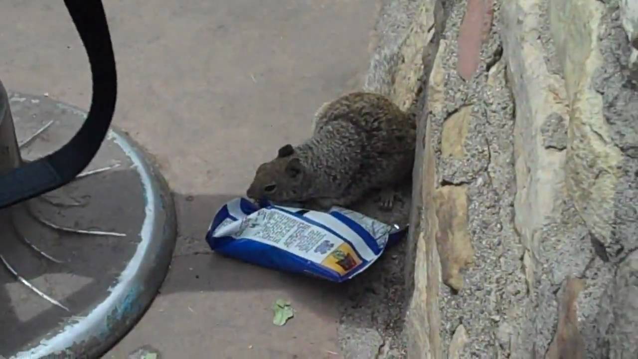 Squirrel steals potato chips!!! YouTube