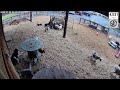 Friday  night live cams - Steinmetz Family Farm