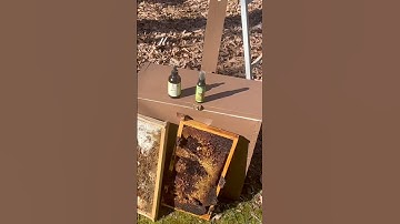 How To Bait A Swarm Trap #honeybee #swarm