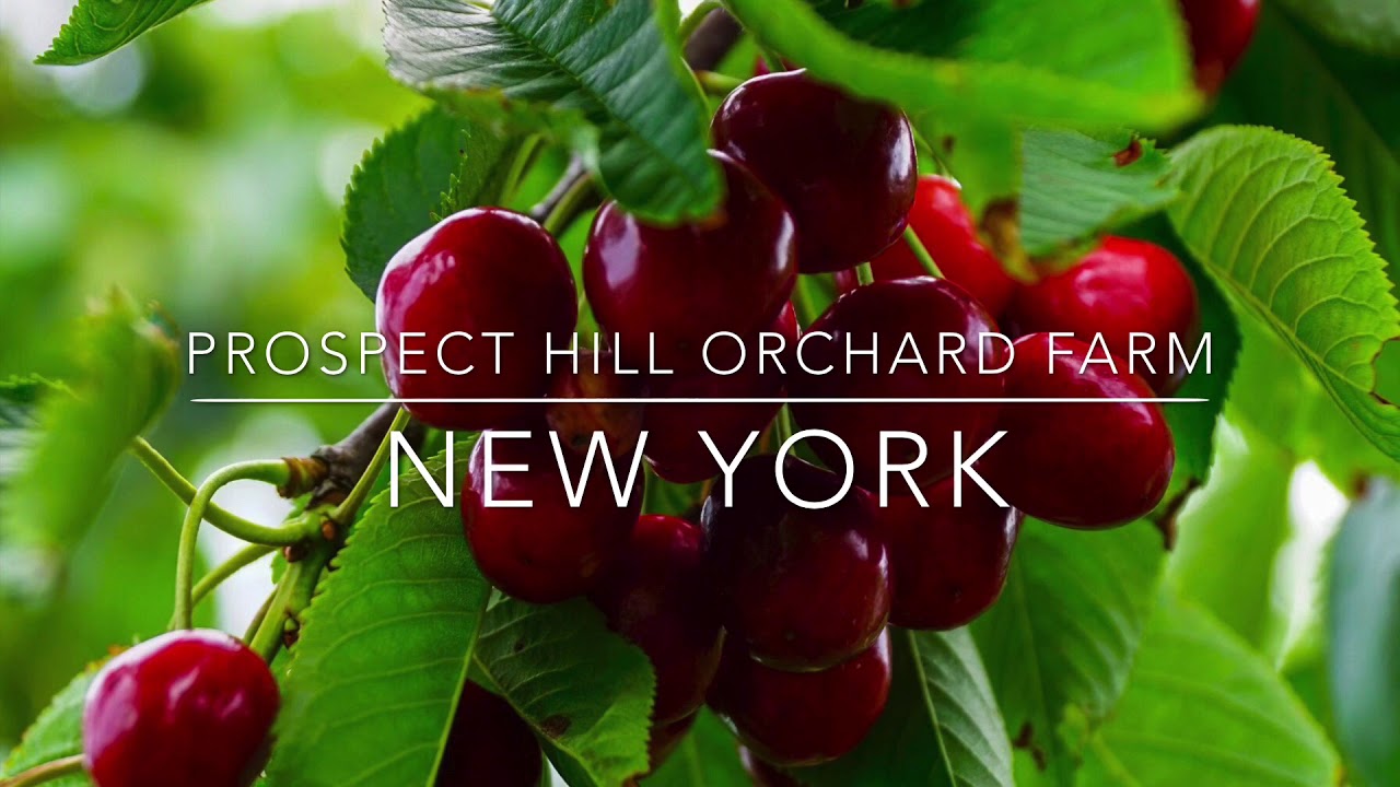 Cherry picking in New York เก็บเชอรี่ที่นิวยอร์ก YouTube