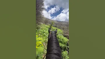Kurdstan Mn 