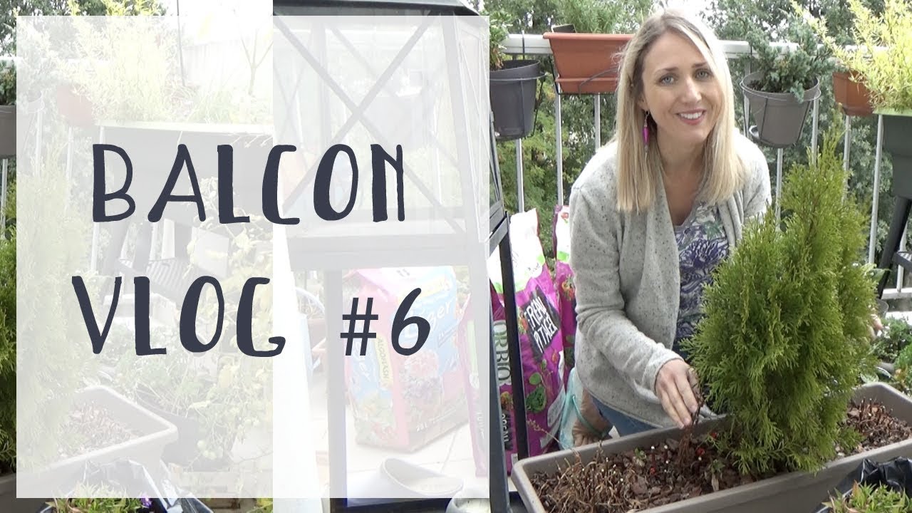 Vlog #6 Potager d'automne & rempotage de conifères