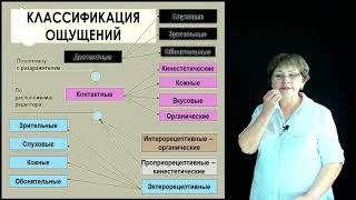 Лекерова Г.Ж. - 2.Психический процесс – ощущения