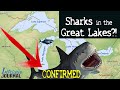 (2021) Bull Sharks DOCUMENTED in Great Lakes?!  [confirmed!]  Lake Michigan & Mississippi River