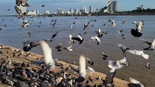 My rescue Dove (Wild Birds) love and care with feeding, High Flyer