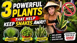3 Plants That Snakes Hate Keep Snakes Away Naturally | Halamang Kinatatakutan ng Ahas.