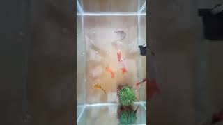 Feeding Colorful Japanese Fishes  #shorts