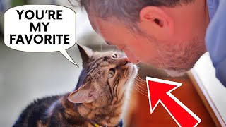 10 Hidden Signs You’re Your Cat’s Favorite Human