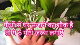 6 indore plants they can survive in house easily My indoor plant updates and care