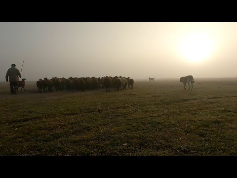 BELGESEL & ANADOLU'NUN ZORLU ŞARTLARINDA ÇOBANLIĞA YENİDEN BAŞLAMAK