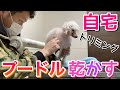 【犬vlog】トイプードルの乾かし方 ドライヤー編【トリマーの自宅トリミング】