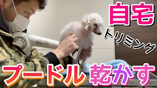 【犬vlog】トイプードルの乾かし方 ドライヤー編【トリマーの自宅トリミング】