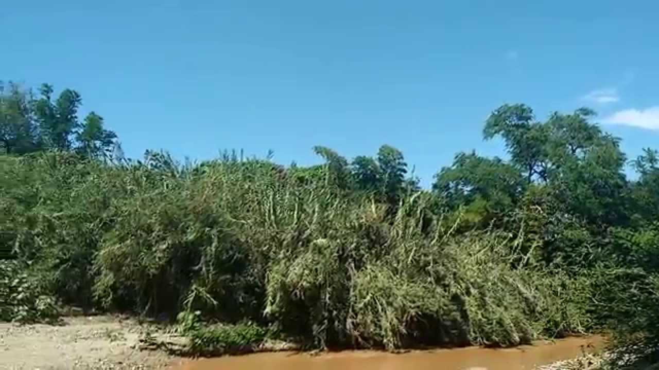Música de Tecuanes de Acatlán de Osorio, Puebla. video to gif