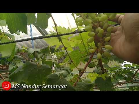Update Buah Anggur