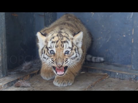 Амурские тигрята, дети знаменитого тигра Амура, подрастают в Приморском Сафари парке