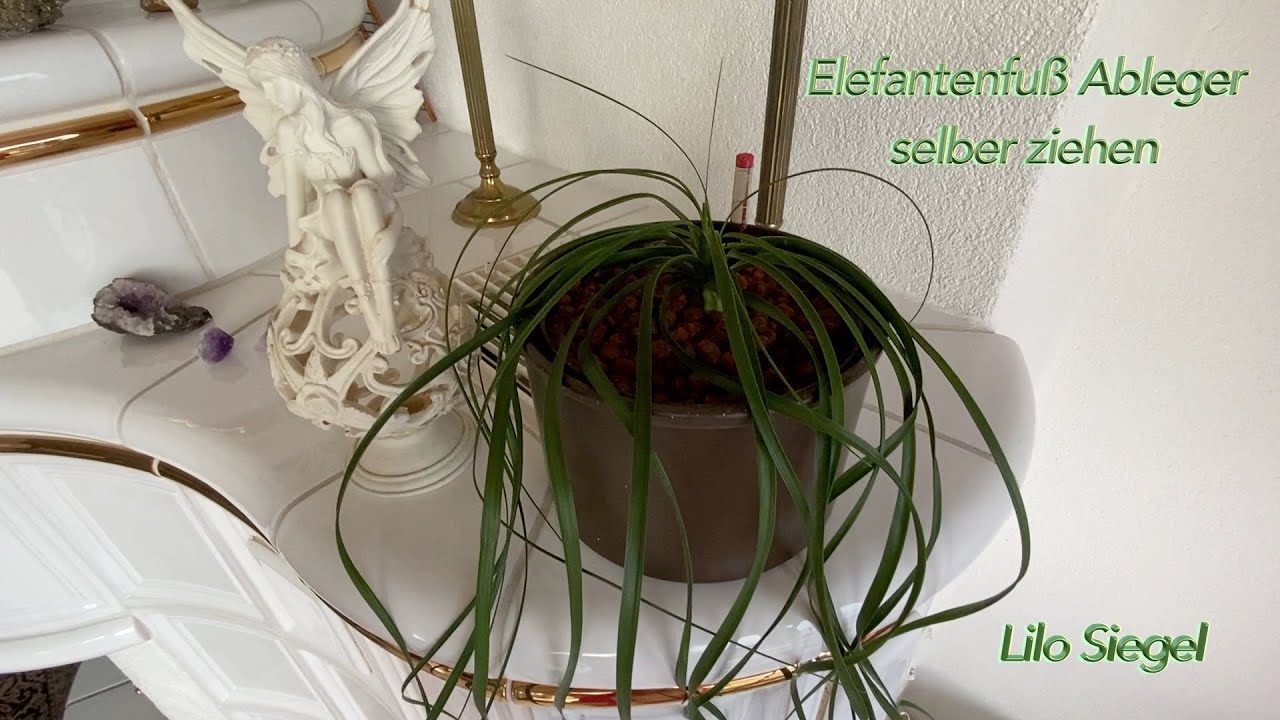 Elefantenfu Ableger selber ziehen - Lilo Siegel