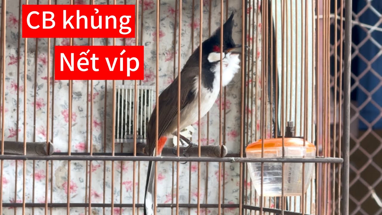 Chào mào khủng nết chơi đeo bám, lực trâu chơi k lên vanh. Chuẩn nết của CB hạng nặng