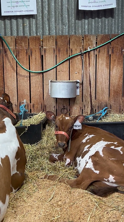 Little Patsey at the Royal Adelaide Show #calf #cows #royaladelaideshow #australia #southaustralia