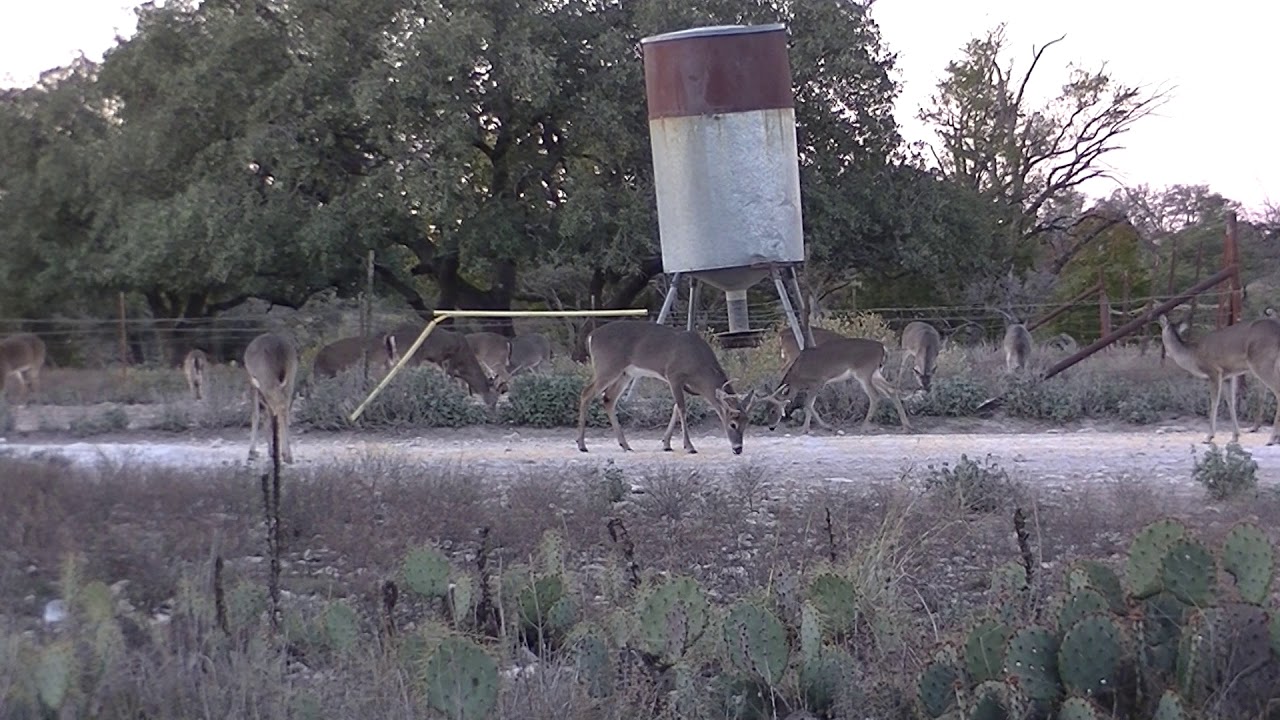 Crenwelge Ranch 2017 Deer Hunt Videos YouTube