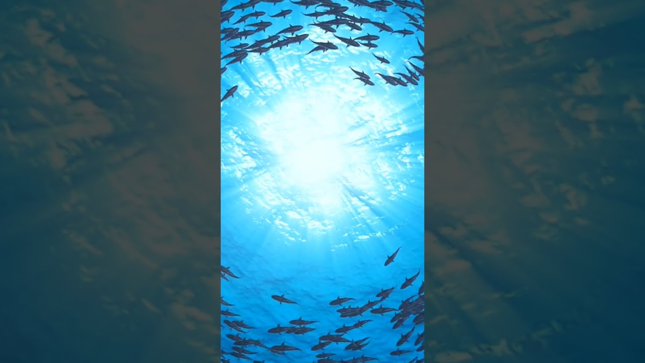  Unraveling The Mystery Of Bloop Deep Sea Secrets Revealed OceanMysteries
