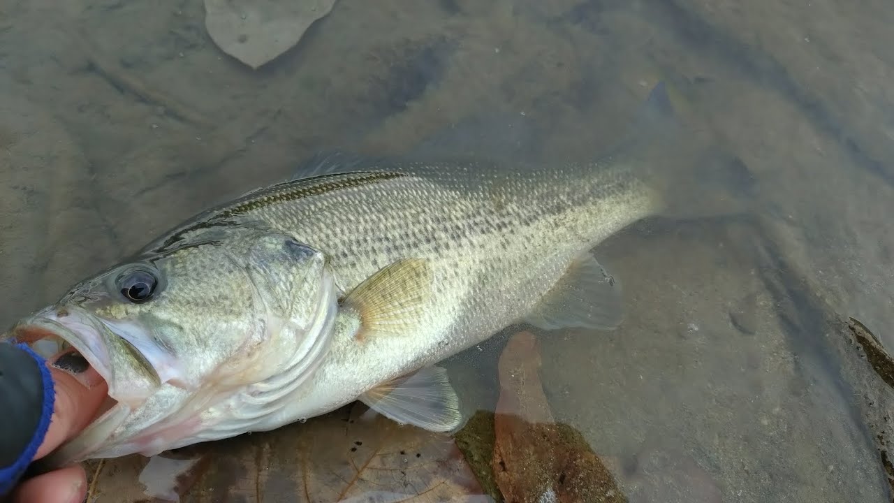 冬、定番の釣りで！淀川上流ワンドでバス釣り