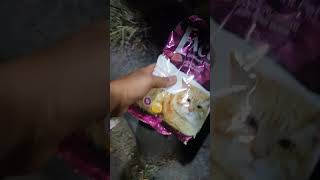 Kucing dan Anaknya menjaga gorengan. #kucing #kucinglucu #meong #gorengan #shortvideo #shorts