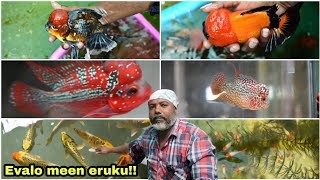 All rounder Exotic fish farm in chennai | தமிழ்